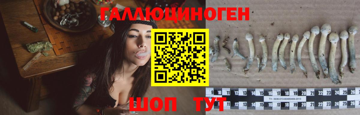 Тавда  Псилоцибиновые грибы Psilocybine cubensis  Вход с VPN 